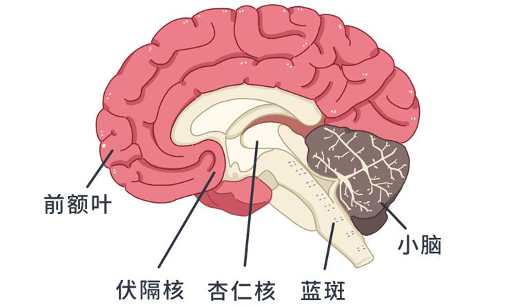 为什么很多人的专注力都不集中,为什么关注力总是无法集中