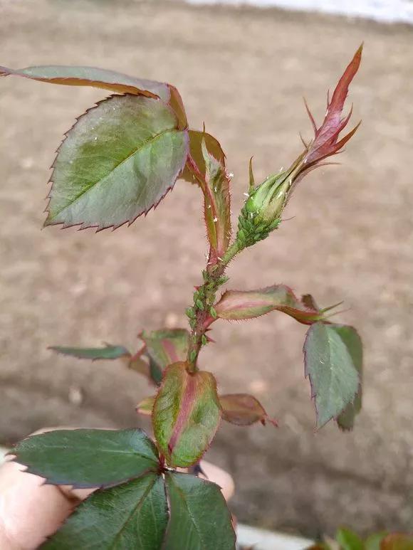 花儿生蜜虫怎么办,花儿生了腻虫怎么办
