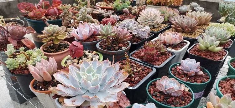 养多肉植物修身养性,多肉的习性和日常养护方法