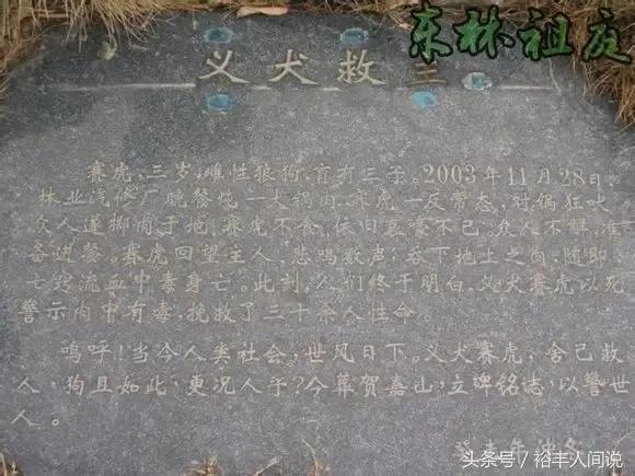 动物的人性化,动物的人性化视频