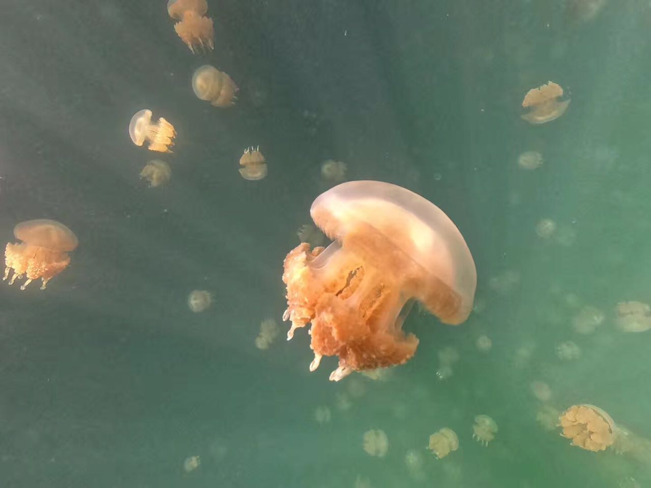 帕劳淡季旅游攻略大全,帕劳旅游攻略酒店推荐