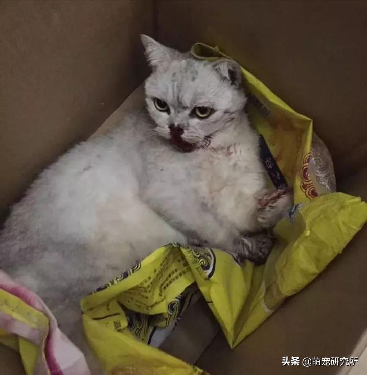 猫咪意外坠楼死了灵魂在家吗,猫死在窗户下好不好
