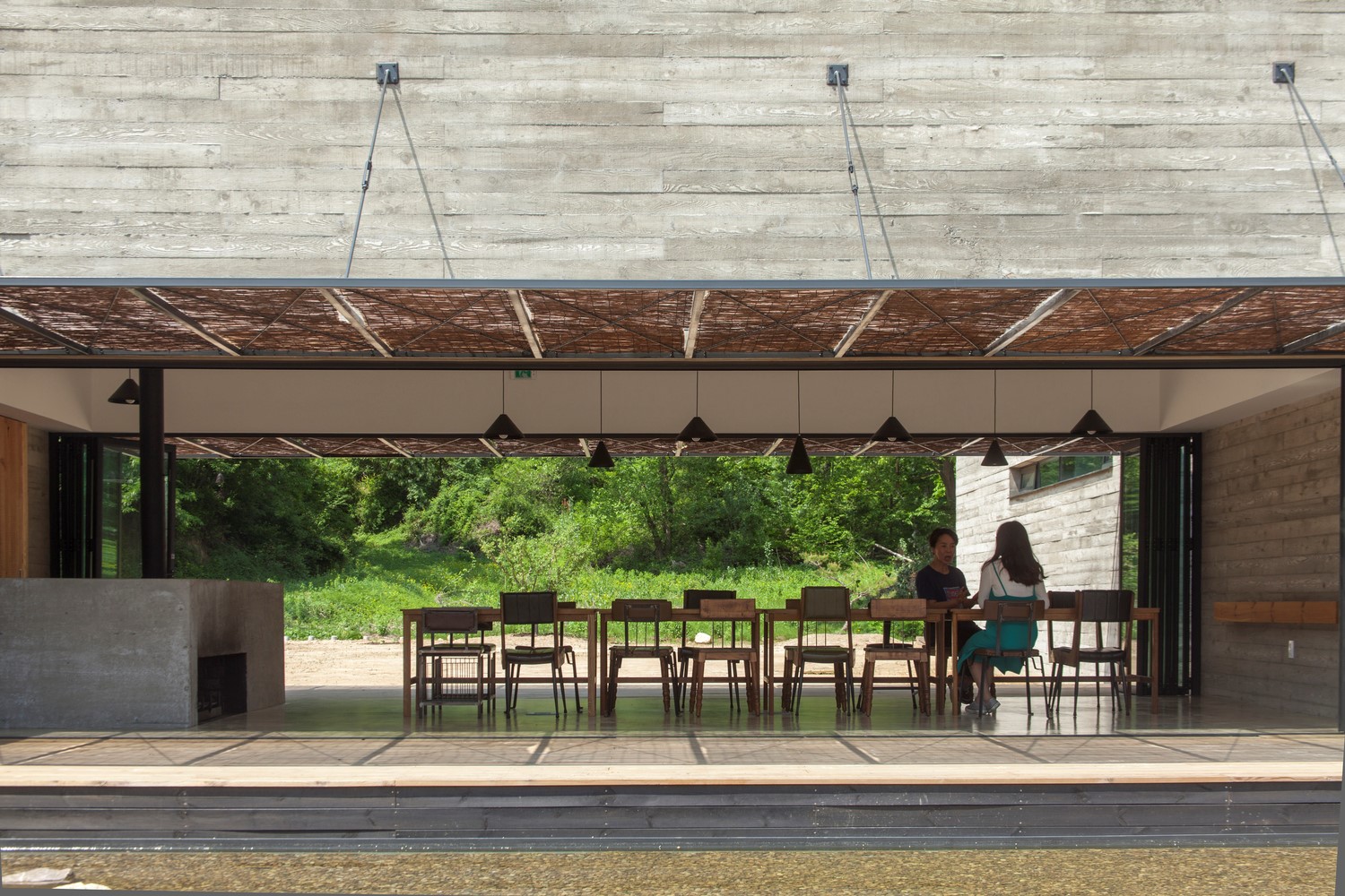 韩国蒲公英,韩国野生蒲公英的种植