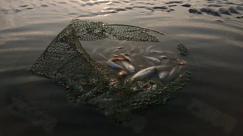 有鱼钓不到鱼怎么回事,鱼钓不上鱼的原因