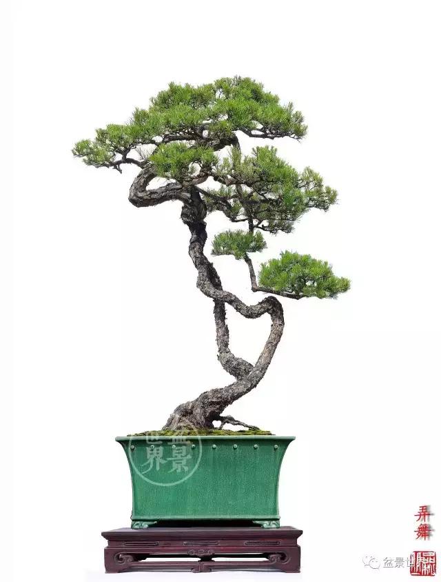 根艺盆景大全欣赏,文人根艺盆景精品大全图