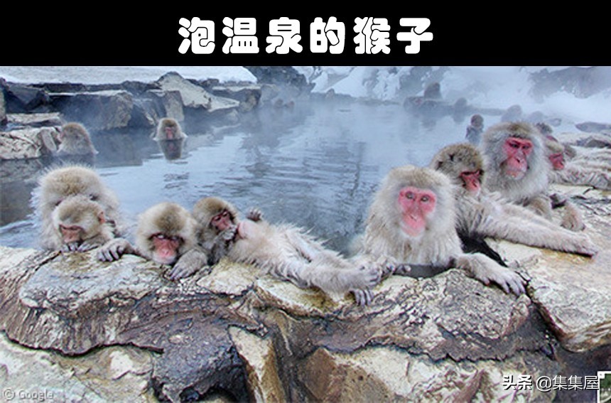 从谷歌地图上拍到的奇怪生物,在谷歌地图上发现的巨大怪异生物