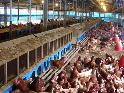 散养下蛋母鸡一般几年淘汰,鸡养殖户关注事项