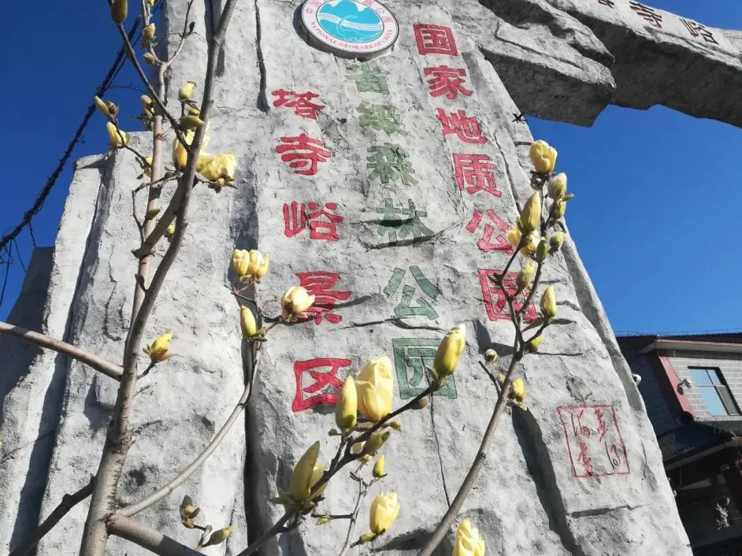 杏子熟了好吃又爽口,周末去近郊景盛源消暑摘杏