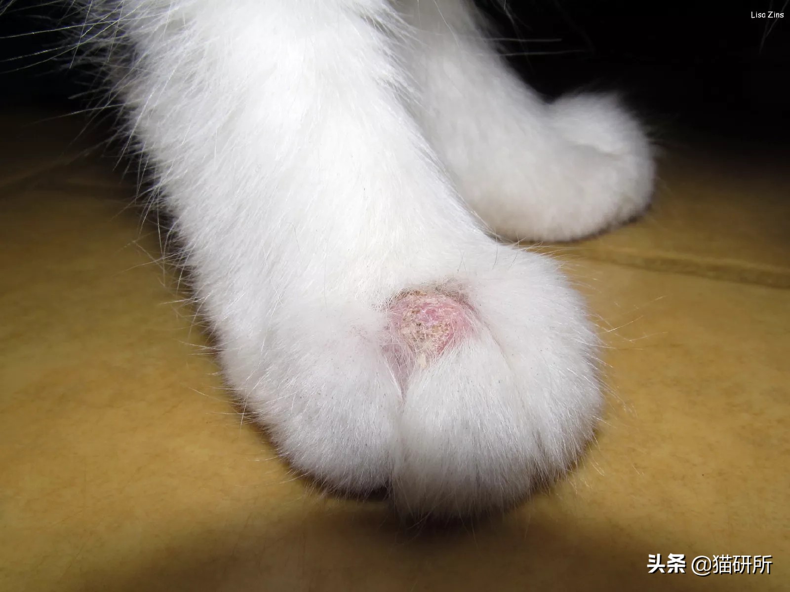 猫咪总挠耳朵痒怎么办,猫咪老是痒挠下巴怎么办