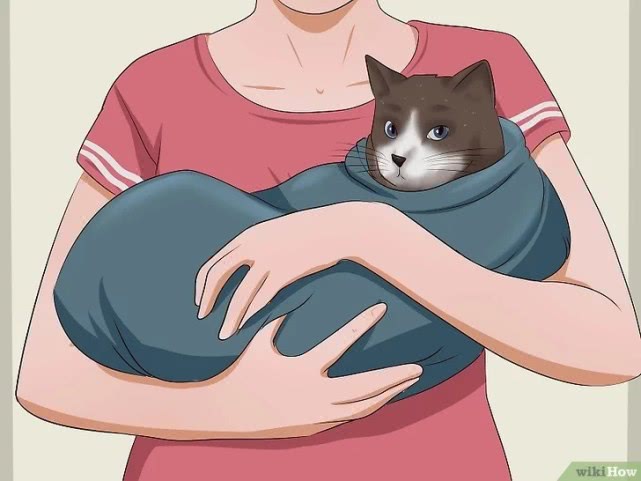 演技爆表！为了不吃药这猫学会了螃蟹的技能