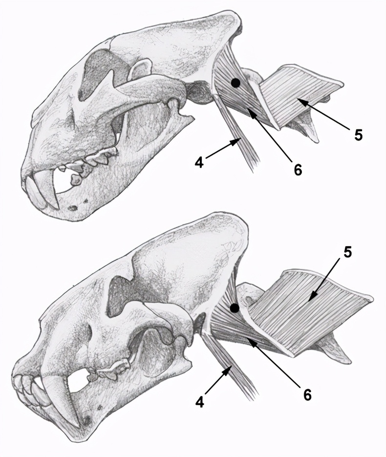 神秘的剑齿虎,云豹是猫科为什么叫云豹