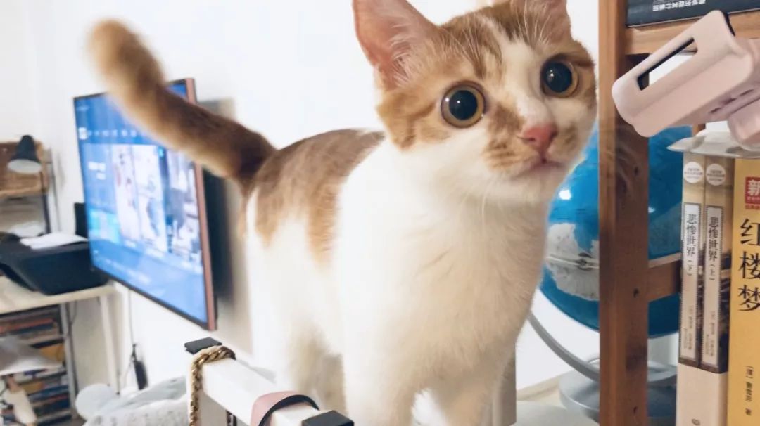 猫咪缺水极易导致尿道问题！一篇文章告诉你泌尿系统疾病到底是啥