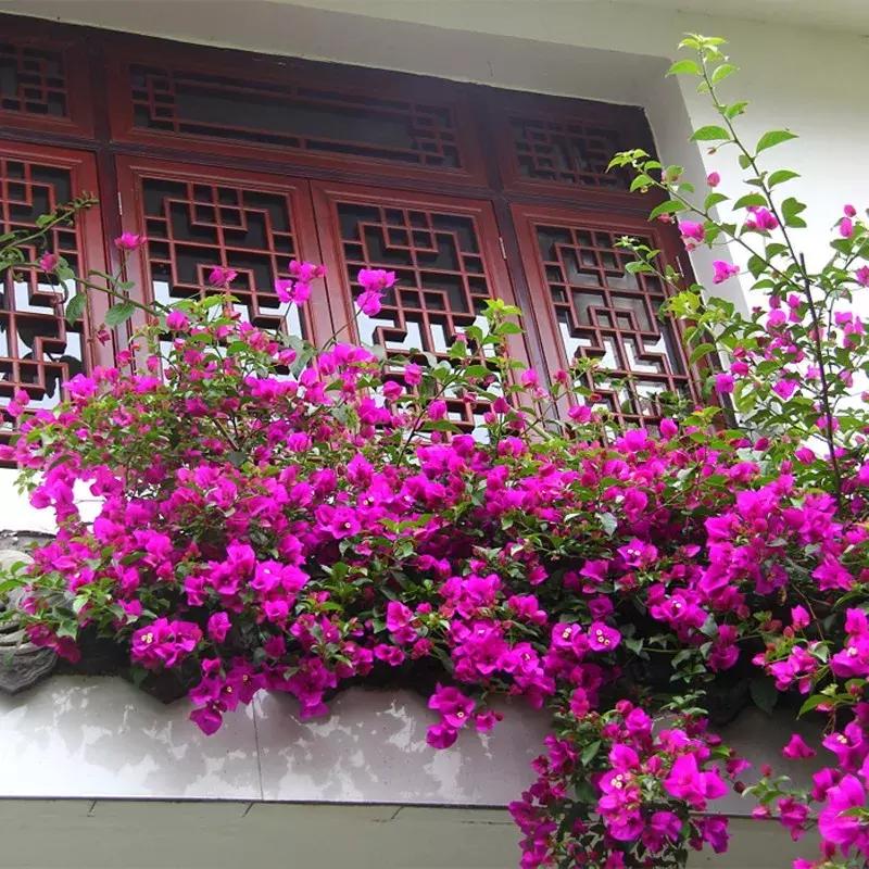 一年四季开花的爬藤花卉有哪些,一年就能爬满墙的爬藤花卉