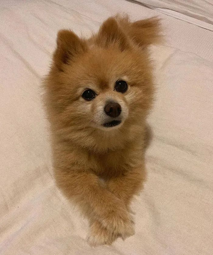 小伙给狗狗剪毛太治愈了,手残给狗剪毛