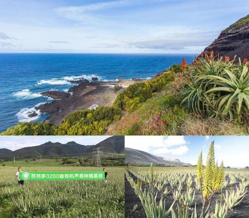 芭芭多美容产业新发展,芦荟产业链