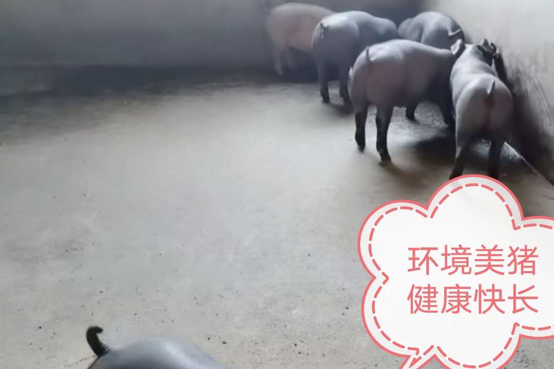 夏季猪食欲降落的原因该如何解决,猪食欲差是怎么回事