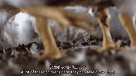 因为一个汉堡，她亲眼看着儿子死去！美国工薪阶层吃的食物有多脏