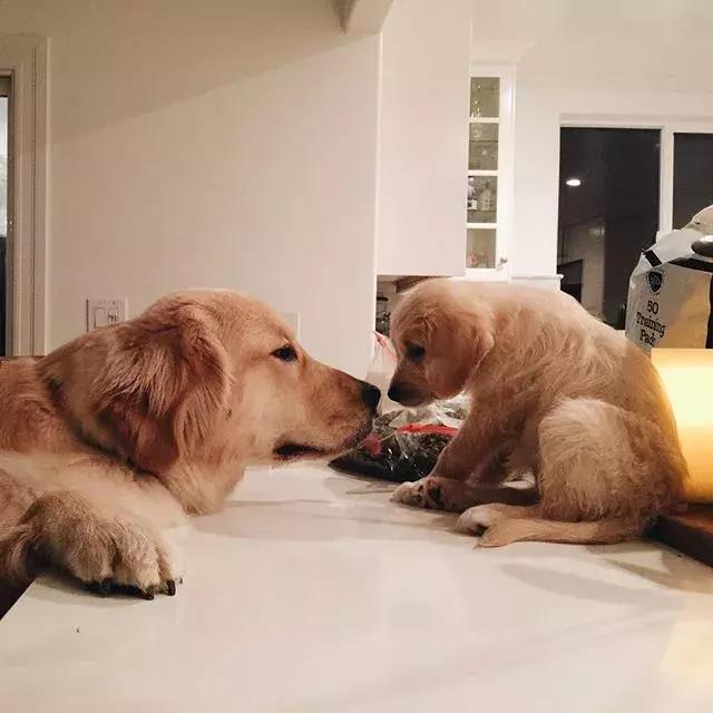 萌宠知识讲堂：狗狗临产前后必须关注的几大问题！