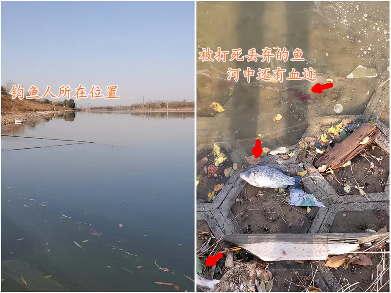 普通河里弹弓打鱼是不是违法,在什么情况下弹弓打鱼违法