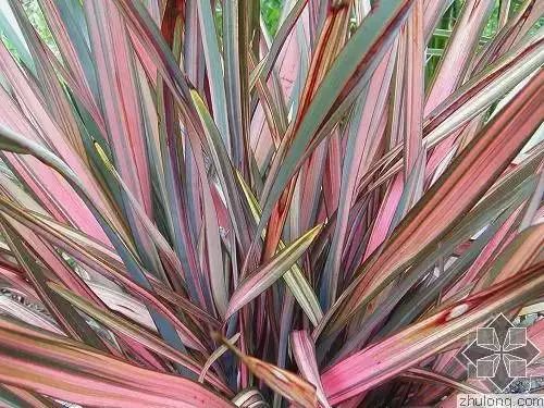 收藏植物的方法,收藏价值绿植