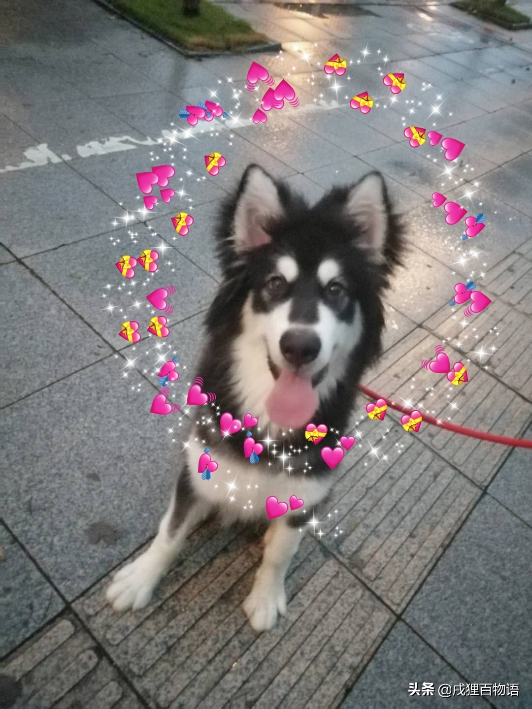 狗狗拉肚子原因及简单处理方法,发现狗狗拉肚子什么时候喂药