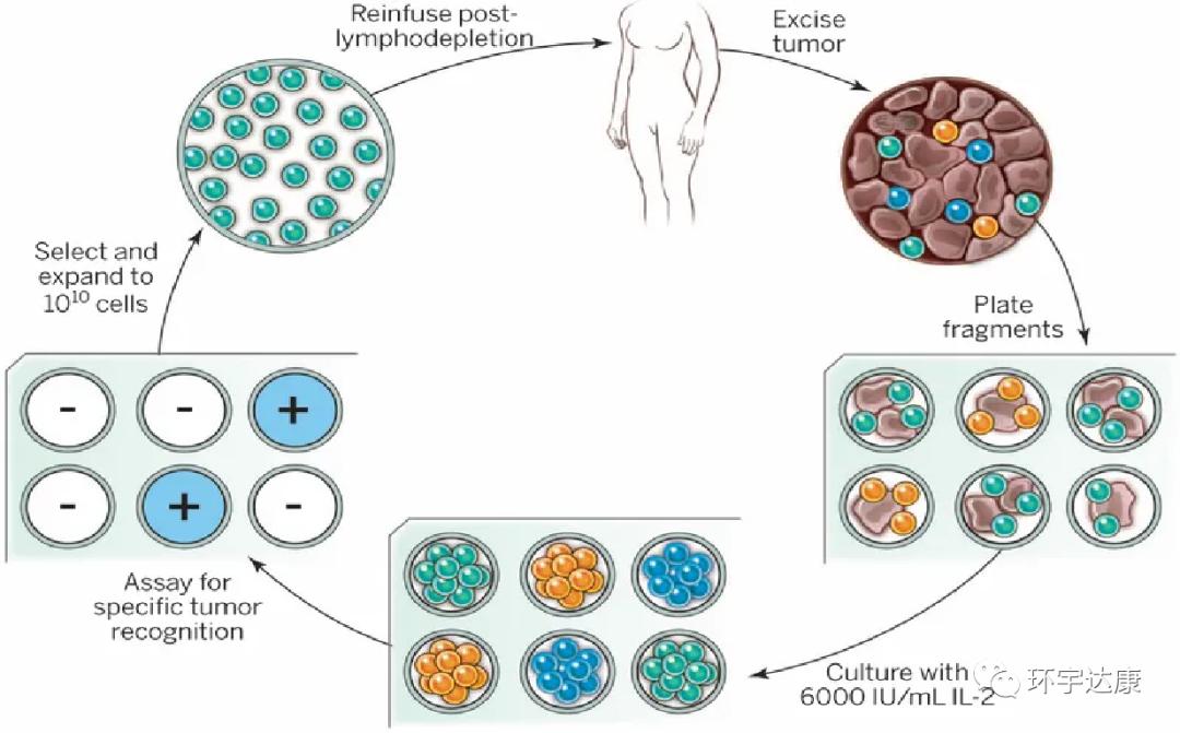 利剑出鞘！三大新型细胞免疫疗法向实体瘤“宣战”