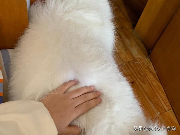 萨摩耶怎么撒娇的,萨摩耶乖巧可爱卖萌撒娇