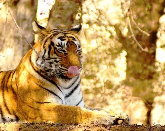 传奇虎王美元男：这只公虎两次作为“单亲奶爸”，养大了两窝虎崽