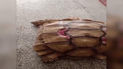 苏卡达陆龟被丢垃圾桶了,苏卡达陆龟乌龟火化