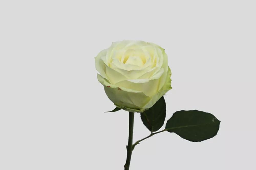 花店必备的5款玫瑰,花店常用的10款玫瑰花是哪些品种