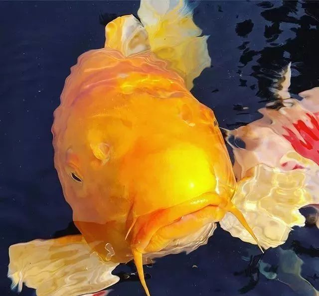 养锦鲤基本知识和技巧,新手怎么养锦鲤才养得好