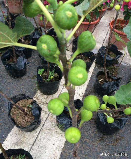 种无花果用这两个方法一年就枝繁,大面积种植无花果技术