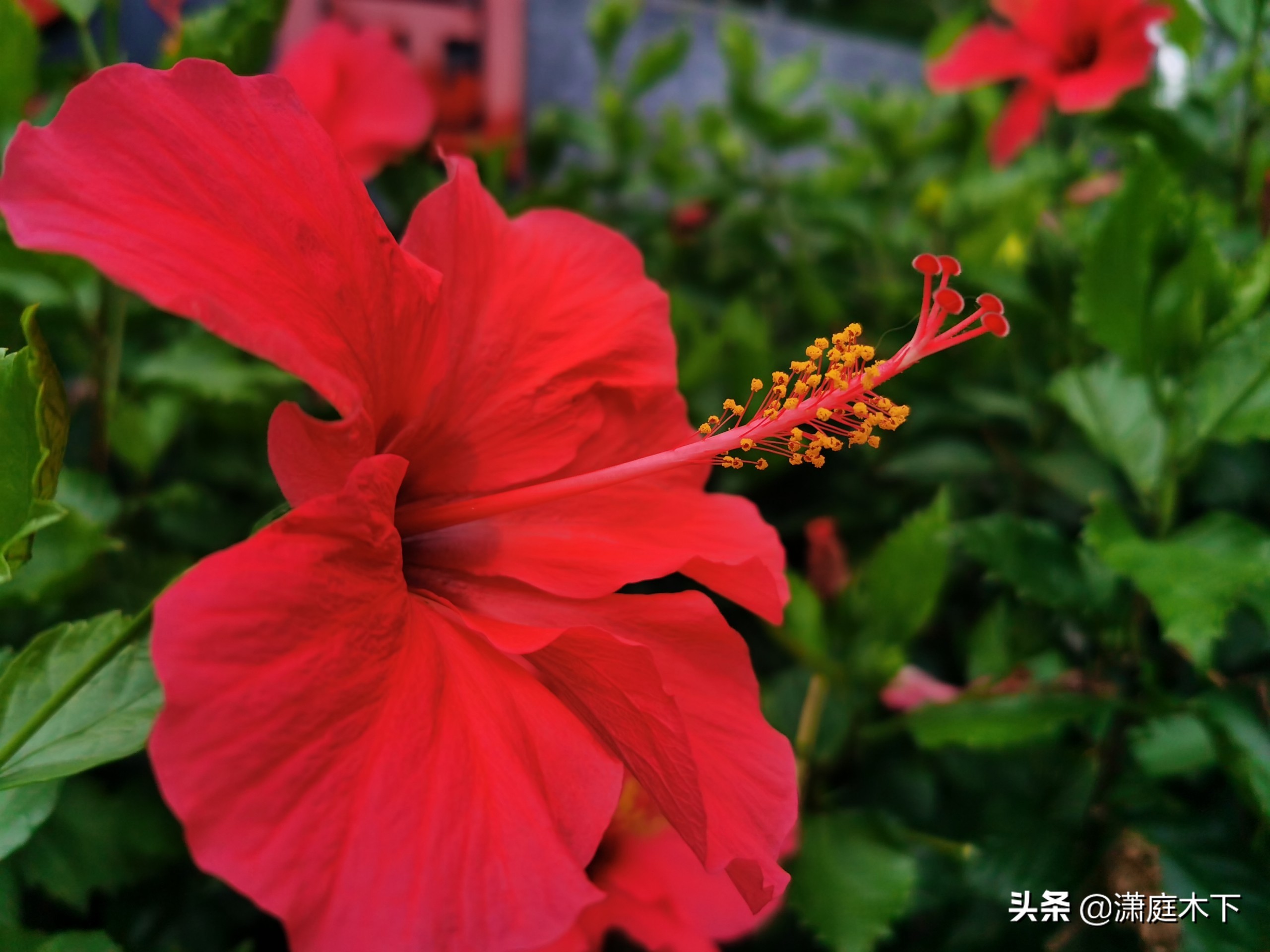 鹏城风光杂集，海与大学