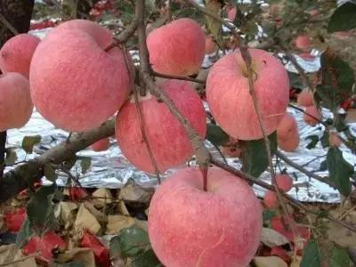 果园管理规章制度,柑橘果树修剪15条铁律