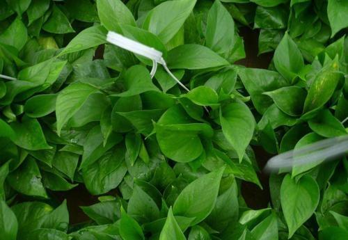 绿萝叶子下垂怎样补救,绿萝蔫了下垂变黄怎么补救