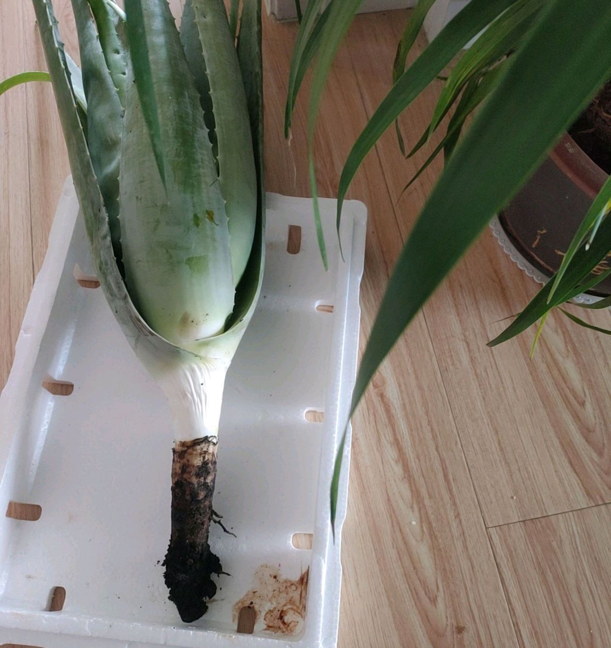 芦荟浇水方法芦荟需要施肥吗,芦荟根部腐烂叶子发黑怎么救活