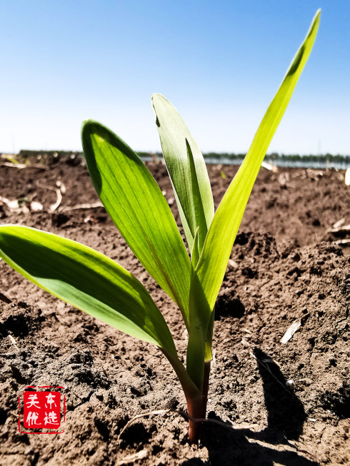 糯玉米优惠活动火热预定中,优选糯玉米