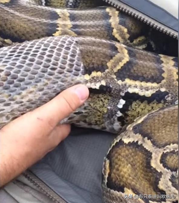 3米蟒蛇脱皮,3米巨蟒