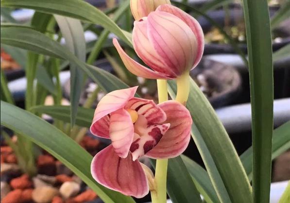 状元红怎么养才能多开花,建兰状元红荷