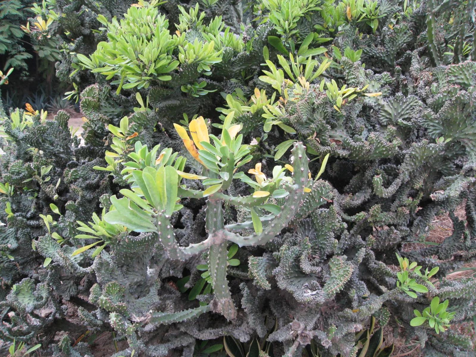 木叶如何养殖,木叶仙种植