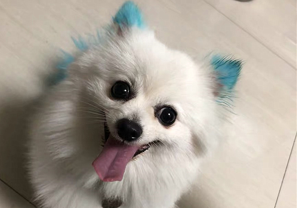 辟谣，狗狗染色用的是植物染发剂没伤害？对它你真的了解吗？