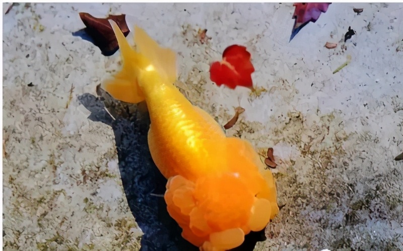 金鱼头瘤分泌物,金鱼头瘤分泌物多是怎么回事