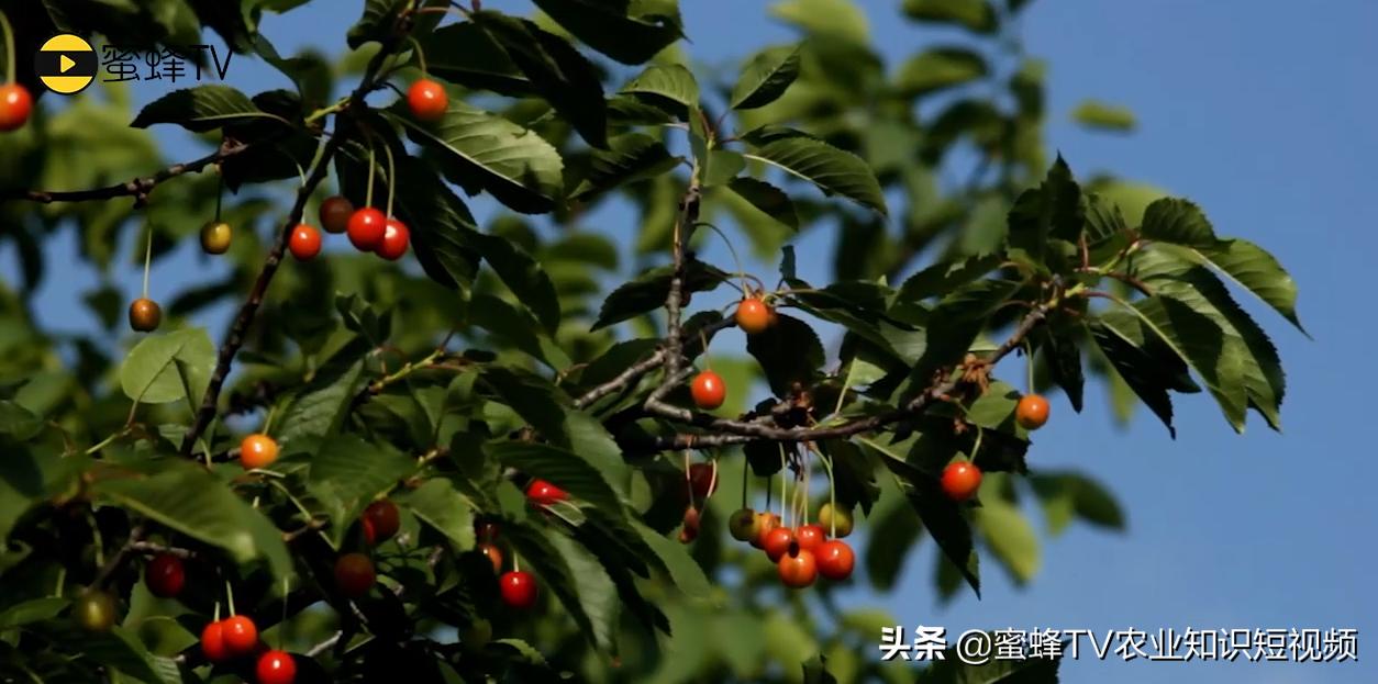 樱桃树干腐病是怎么回事,大樱桃腐烂病怎么治病