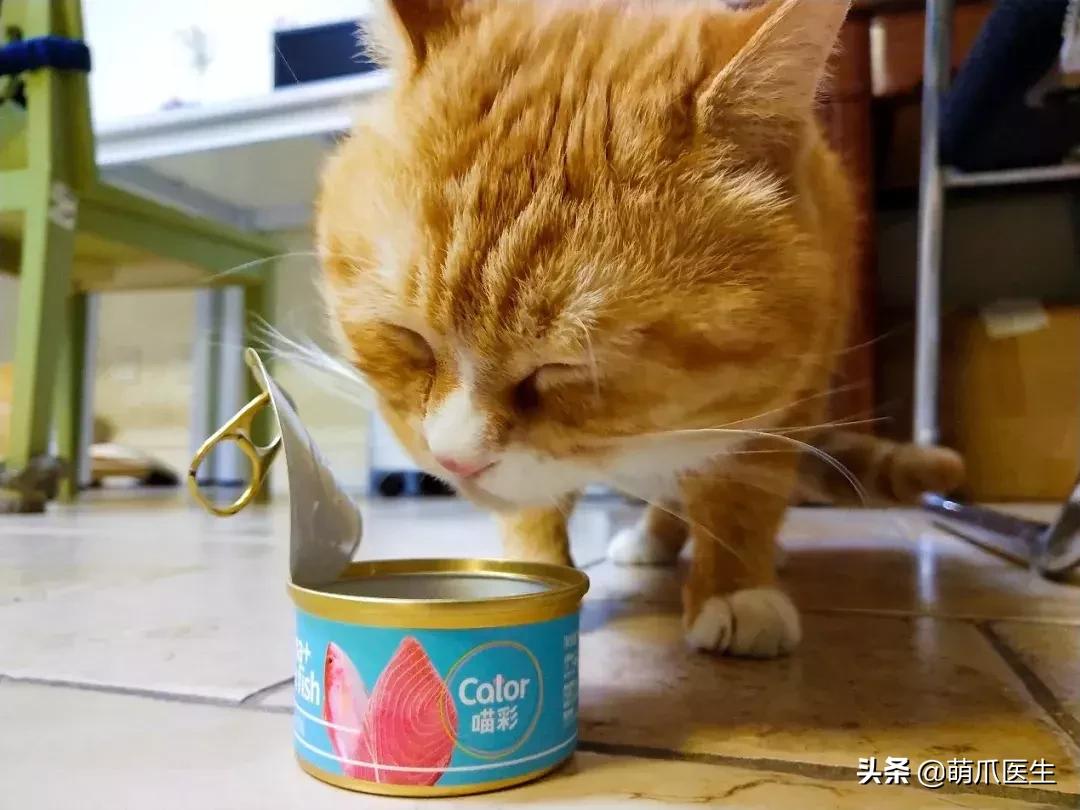 猫咪天天跑去喂鱼,猫咪不吃东西喝汤能喝饱吗