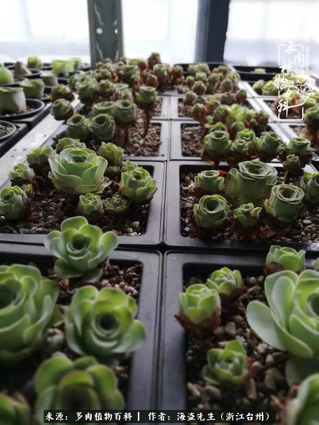 多肉玫瑰多少度休眠,多肉玫瑰唤醒教程