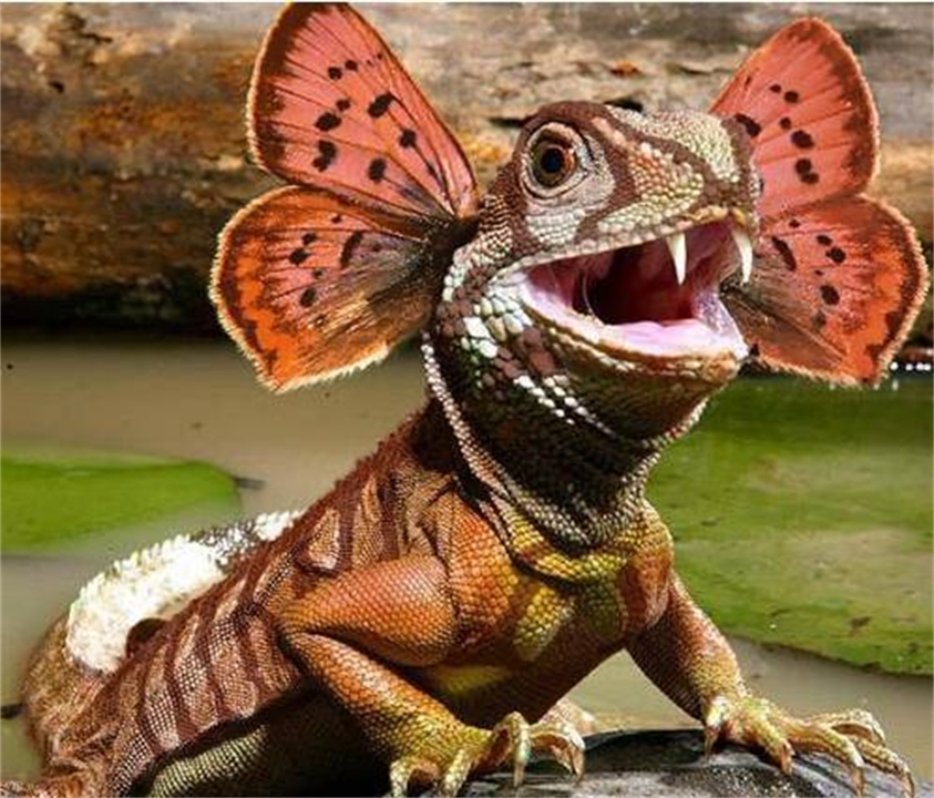 亚马逊河与长江相比厉害在哪？为什么说它可怕，没人敢下河游泳？