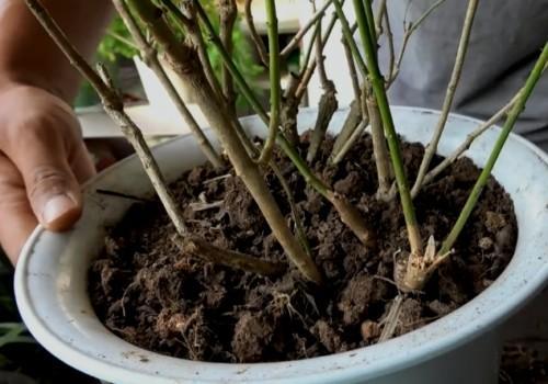 茉莉花怎么才能养成老桩,茉莉花老桩能生根吗