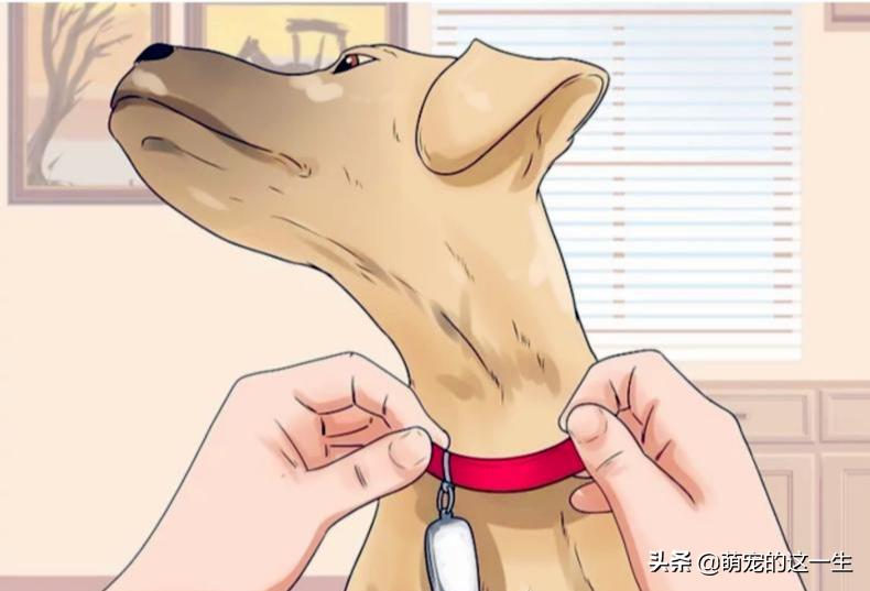 在路边看到流浪狗怎么办,遇到流浪狗如何不让它走