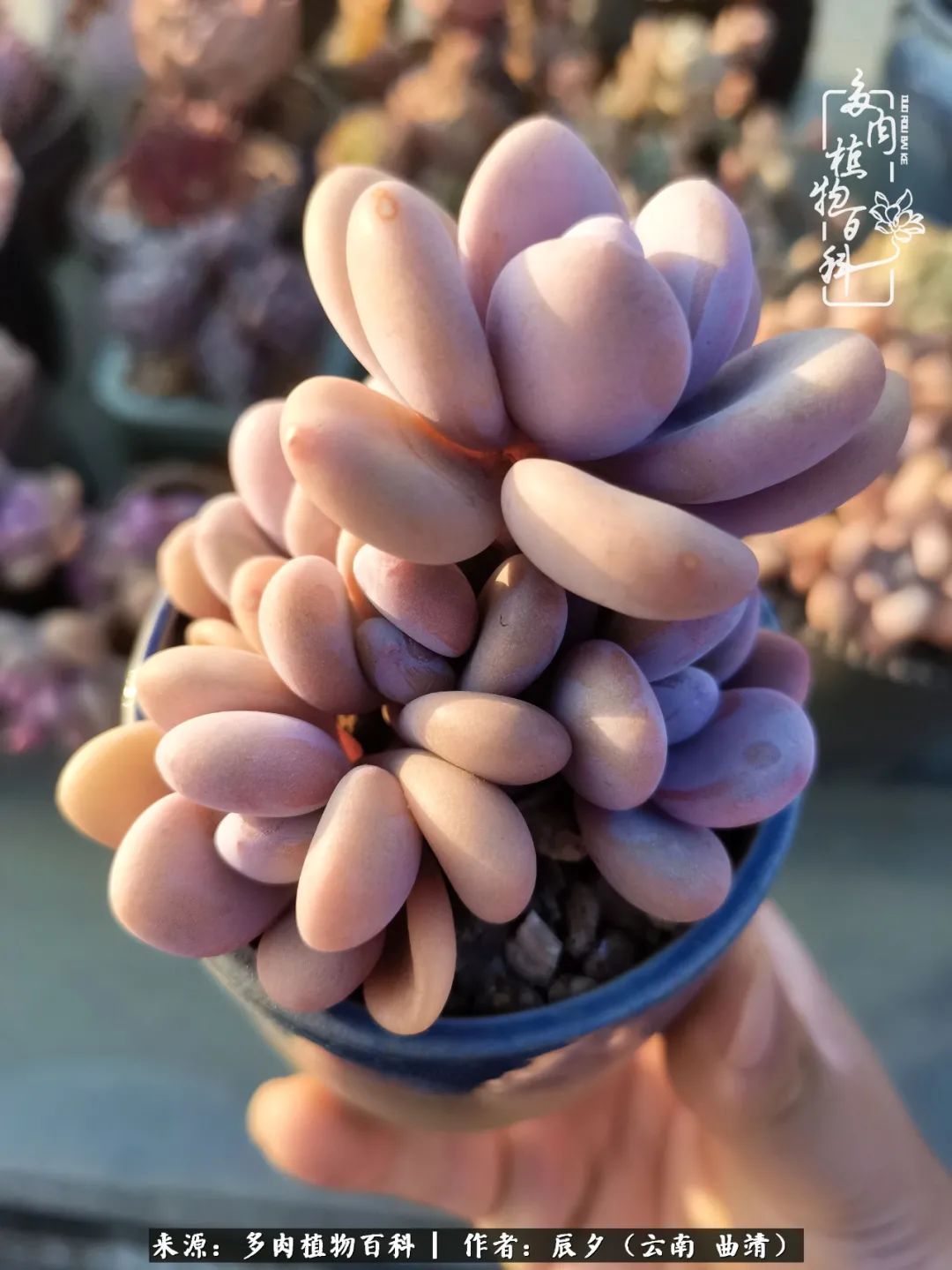 缂辩换鏃栨棊钁宠暏鐢熼,缂辩换鏃栨棊钁宠暏鐢熼鍑哄