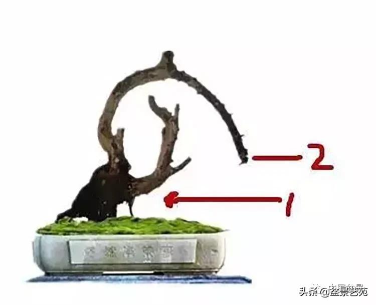 学盆景入门教程书,学习盆景制作视频